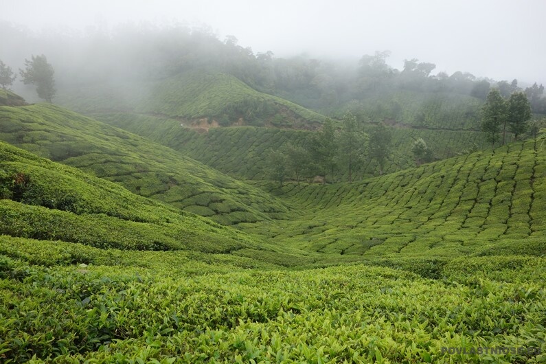 Indie Munanr čajové plantáže