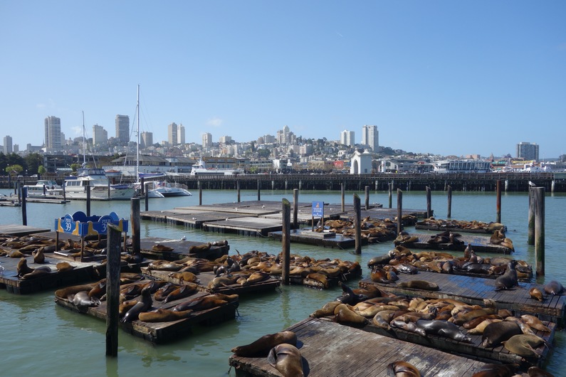 USA San Francisco Pier 39