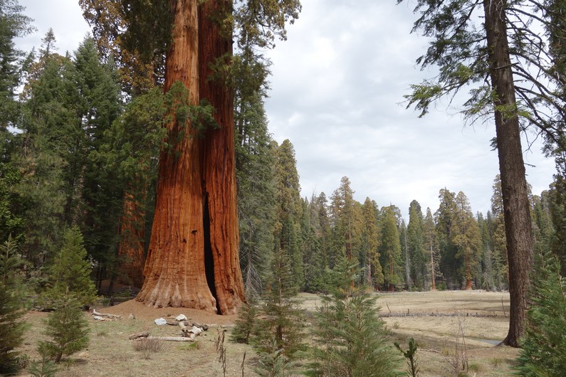 USA Giant Forrest Sequoia Grove