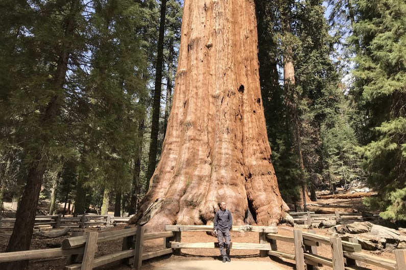 USA Sequoia General Sherman Tree