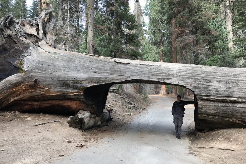 USA Sequoia Tunnel Log